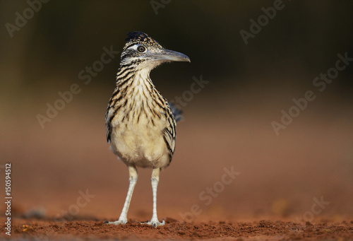 Greater Roadrunner (Geococcyx Californianus), adult drinking, Rio Grande Valley, South Texas USA photo