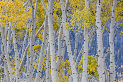 USA, Utah, Fishlake National Forest. Aspen trees in autumn. Credit as: Don Paulson / Jaynes Gallery / DanitaDelimont.com (Large format sizes available) photo