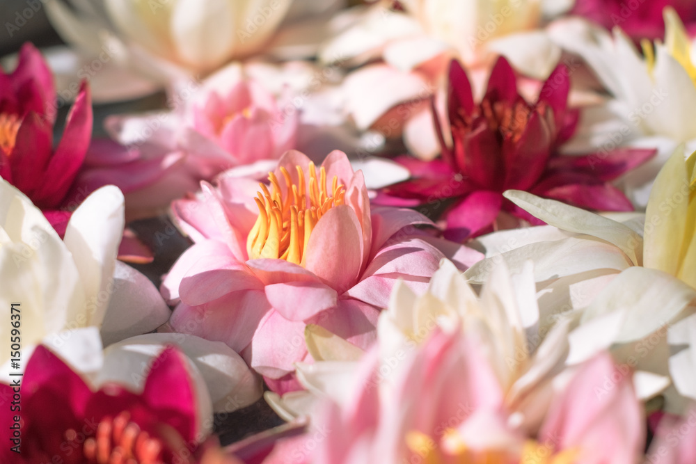 Floral background with flowers of beautiful pink and white lotus Floral background with flowers of beautiful pink and white lotus