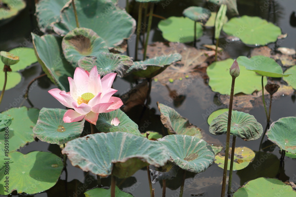 Beautiful Pink Indian Lotus (Nelumbo Nucifera) Flower Blossom among Its Dried Leaves in the Pond Beautiful Pink Indian Lotus (Nelumbo Nucifera) Flower Blossom among Its Dried Leaves in the Pond