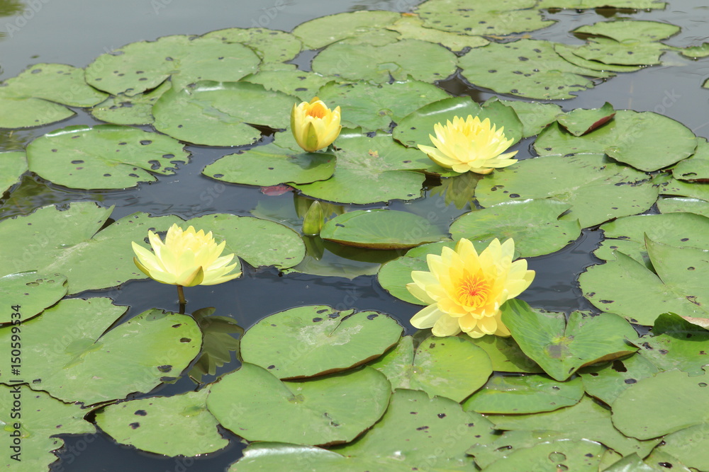 Yellow Lotus Flower, Yellow Water Lily Flower Among Its Leaves in the Pond Yellow Lotus Flower, Yellow Water Lily Flower Among Its Leaves in the Pond