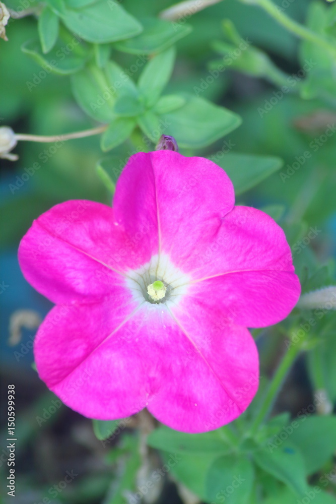 Purple Violet Pink Morning Glory, Deep Rose, Ip Omoea Rorsfalliae or Forget Me Not, Vertical Image Purple Violet Pink Morning Glory, Deep Rose, Ip Omoea Rorsfalliae or Forget Me Not, Vertical Image