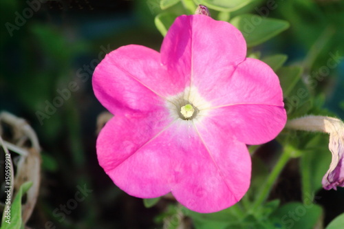 Purple Violet Pink Morning Glory, Deep Rose, Ip Omoea Rorsfalliae or Forget Me Not, Horizontal Image