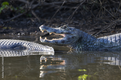Brazil, Mato Grosso, The Pantanal, Rio Cuiaba, black caiman (Caiman niger) portrait with open mouth. photo