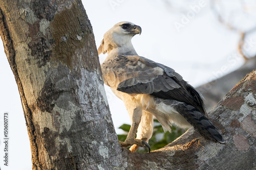 South America, Brazil, Amazon, Near Manaus. Although this juvenile has fledged, it returns to its nesting tree and walks along the trunk to its old nest. photo