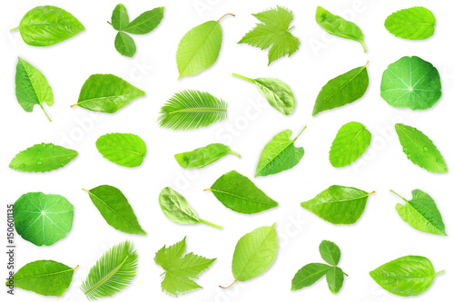 tree leaves in white background
