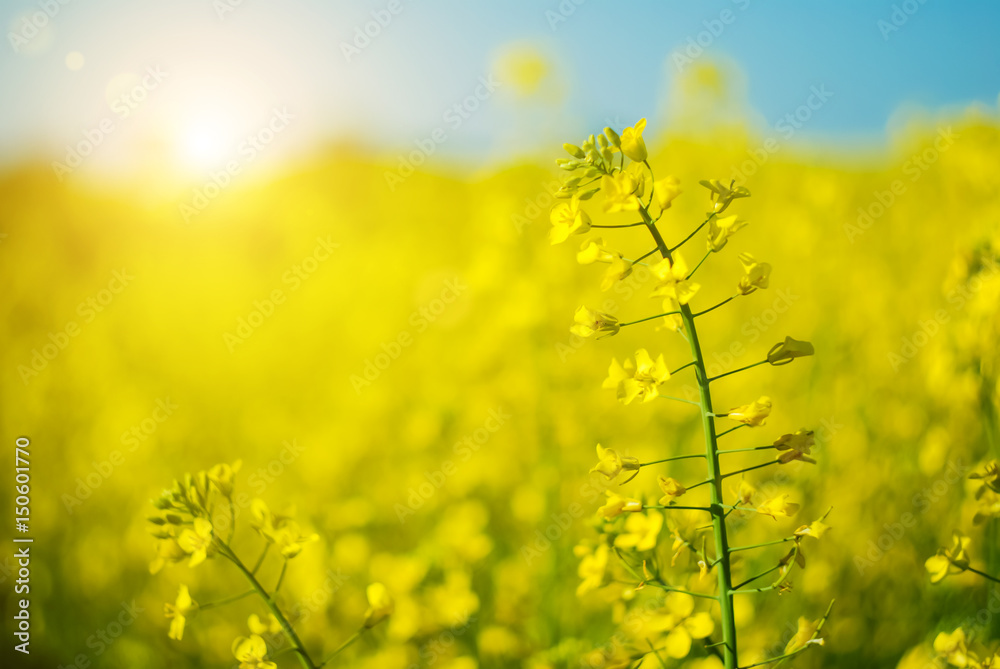 Beautiful background with yellow flowers field rapeseed in bloom. Agriculture background photo. Beautiful background with yellow flowers field rapeseed in bloom. Agriculture background photo.
