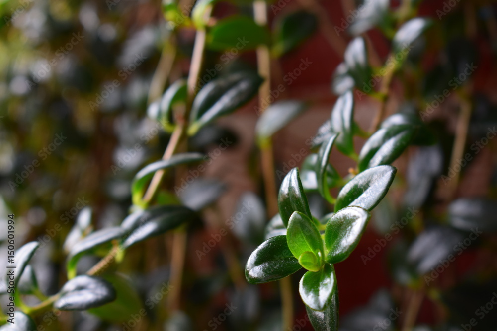Obraz premium Leaves