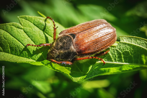 Nice vivid detailed background with chafer beetle eating green leaves. Macro photo shot in modern style. Live insect close up photo. Maybug, cockchafer, bug.