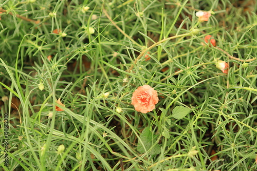 Red Pink Sun Plant or Portulaca Grandiflora or Moss Rose or Purslane or Pusley (Selective Focus) photo