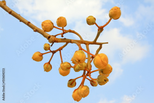 Yellow flower bud, Cochlospermum regium, on branch against blue sky background photo