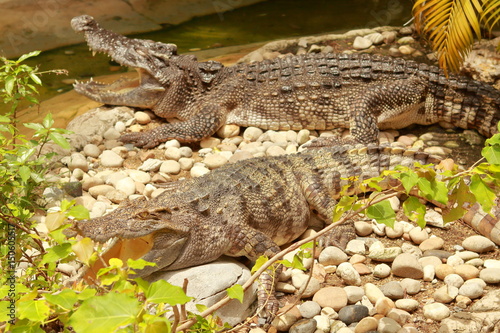 Crocodile open mouth and lying on rock floor