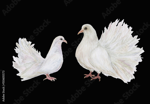 Watercolor painting white two doves on black background