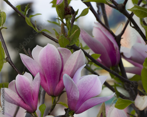 Magnolia flowers © Grandiflora