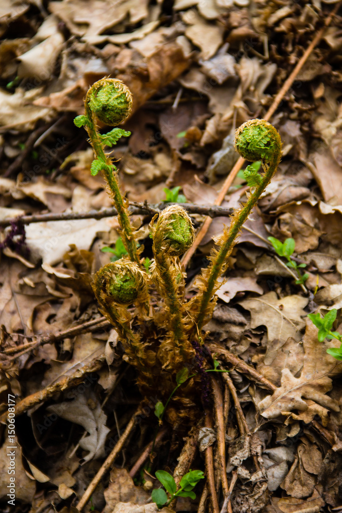 Sprouts of fern in forest Sprouts of fern in forest