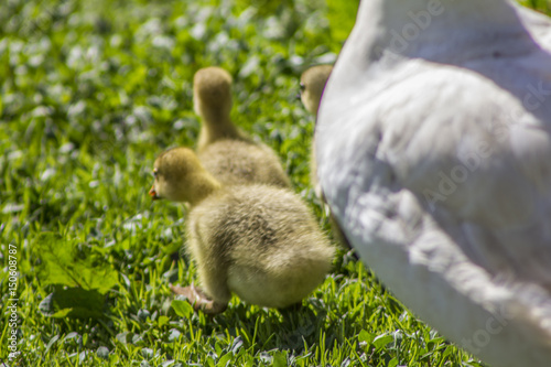 Photo of a  baby goose. © Huseyn