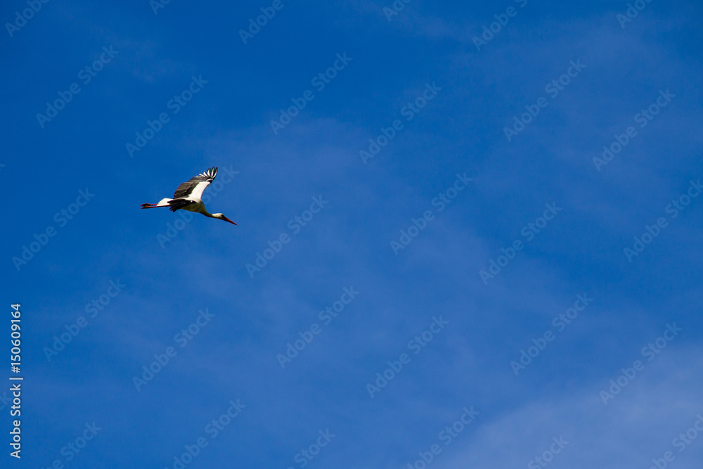 Obraz premium White Stork (Ciconia ciconia) in flight