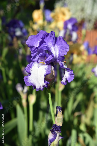 Fototapeta Naklejka Na Ścianę i Meble -  Iris bleu et blanc au jardin au printemps