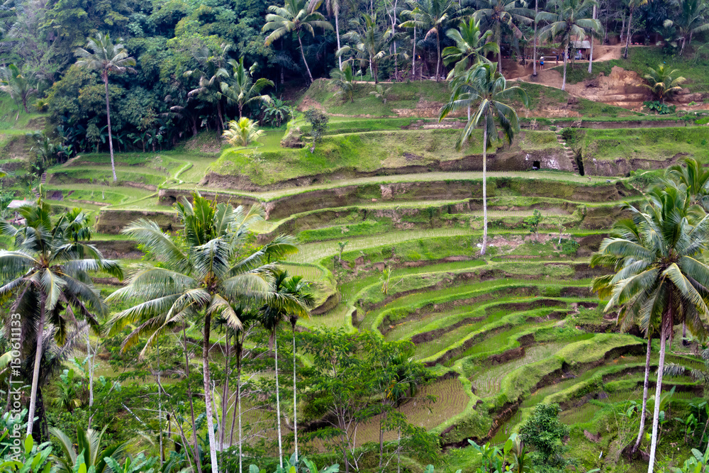 Palm Trees Growing By Rice Terrace