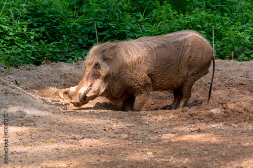 Side View Of Wild Boar On Dirt