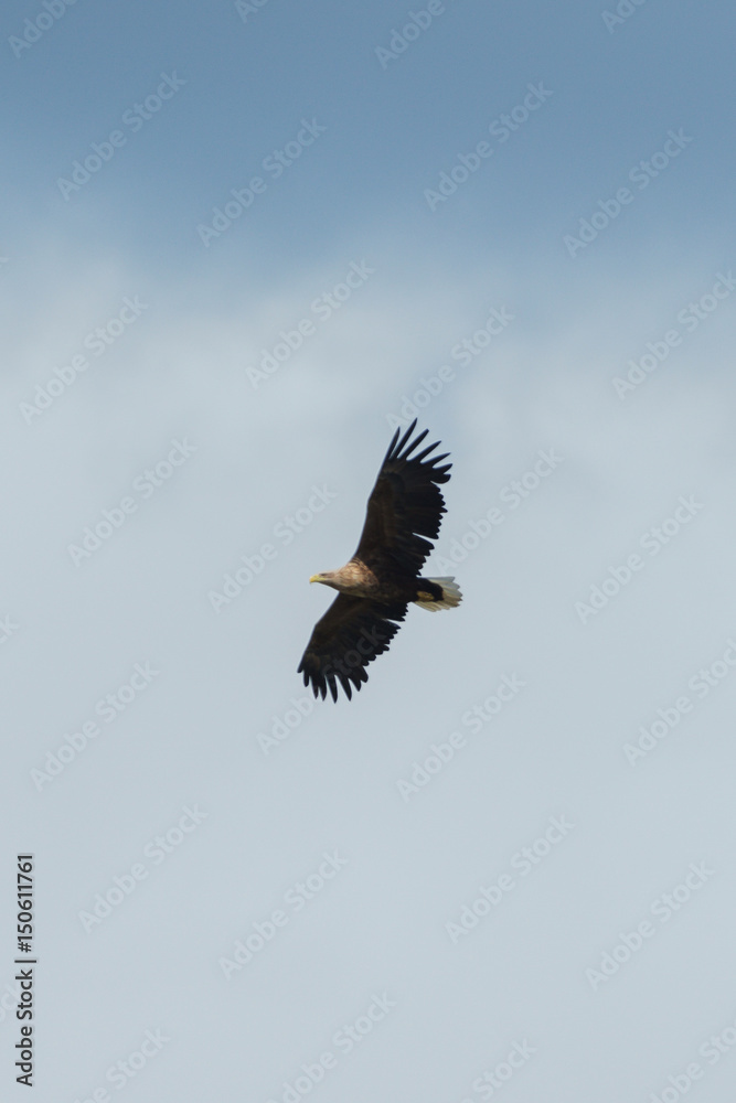Sea eagle flying in the sky, circling for prey Sea eagle flying in the sky, circling for prey