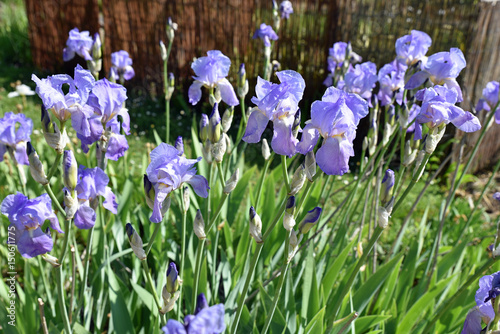 Fototapeta Naklejka Na Ścianę i Meble -  Iris bleu clair au printemps