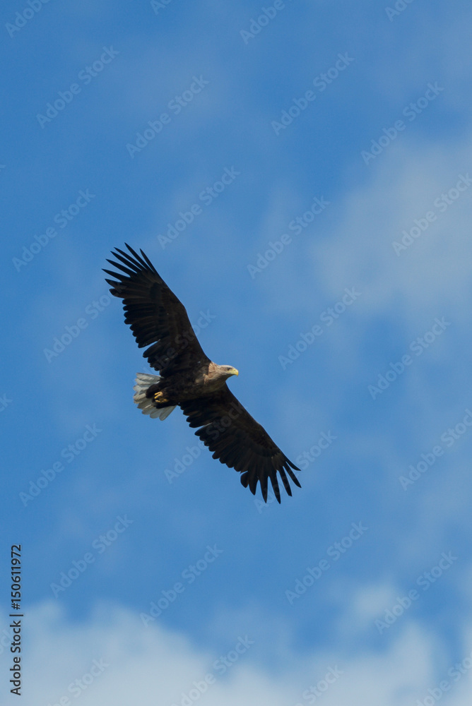 Naklejka premium Sea eagle flying in the sky, circling for prey