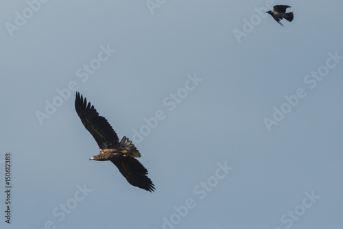 Sea eagle flying in the sky chased by a crow  circling for prey