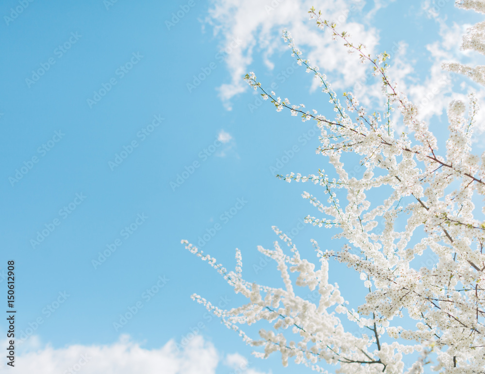 Beautiful cherry blossom tree. Flowers of spring Beautiful cherry blossom tree. Flowers of spring