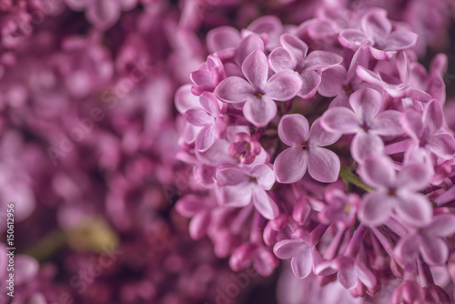 detail photography of purple lilac, macro, spring blooming plant