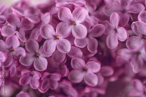 detail photography of purple lilac  macro  spring blooming plant