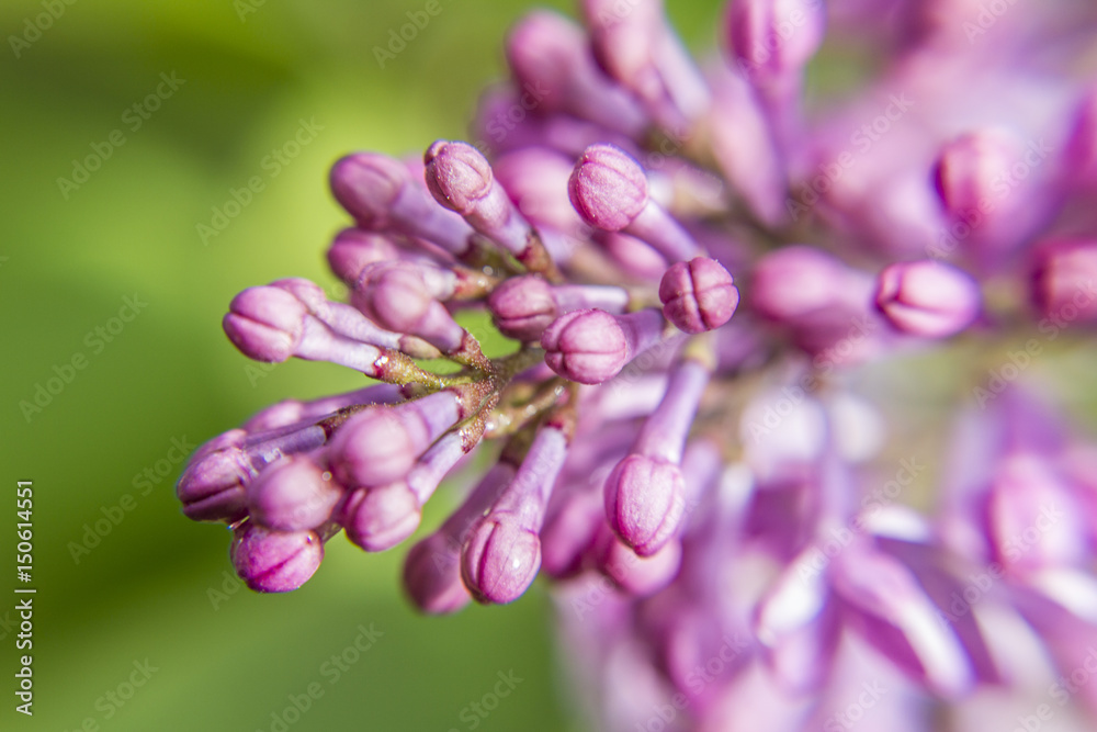 Close up shot of a purple flower. Close up shot of a purple flower.