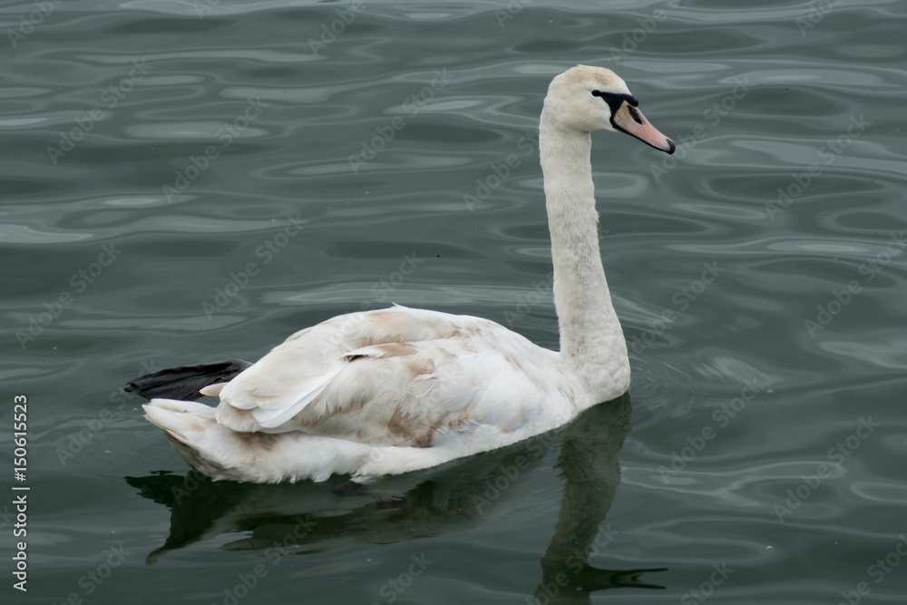 Young Swan (Side View) Young Swan (Side View)