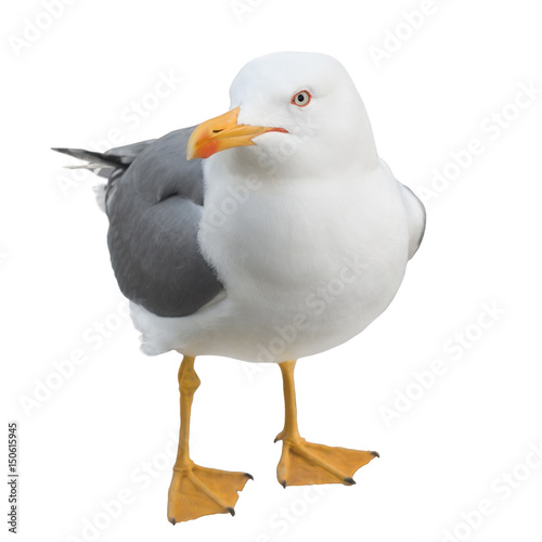 Seagull looking at camera, isolated