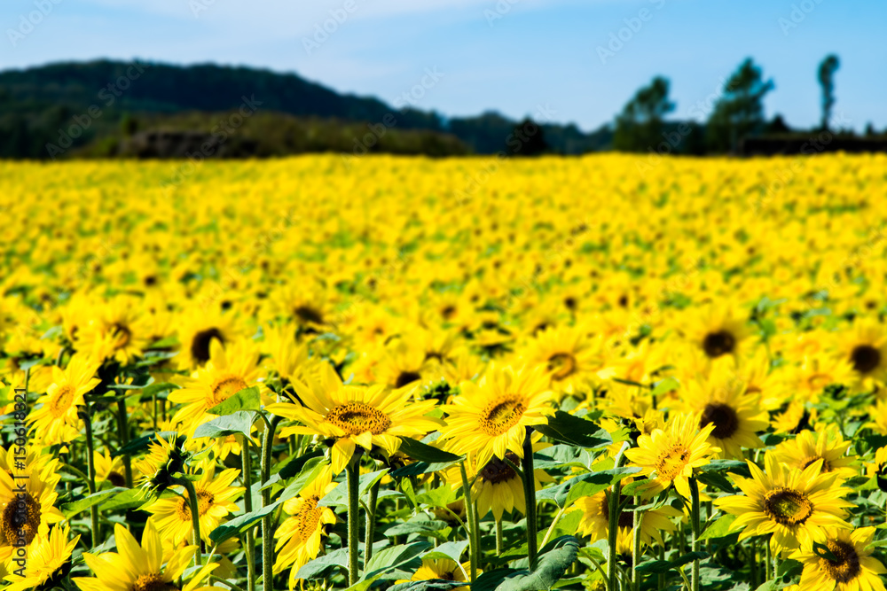 Obraz premium ひまわり畑 / 夏の北海道のイメージ