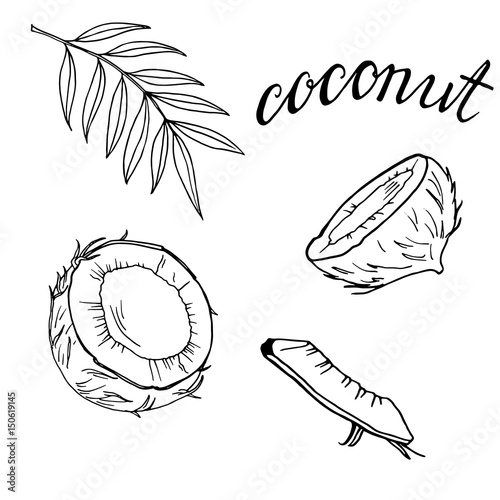 Set of coconut pieces on white background. Hand drawn ink sketch. Hand lettering. Vector illustration.