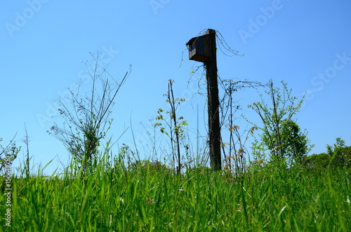 birdhouse in a field 