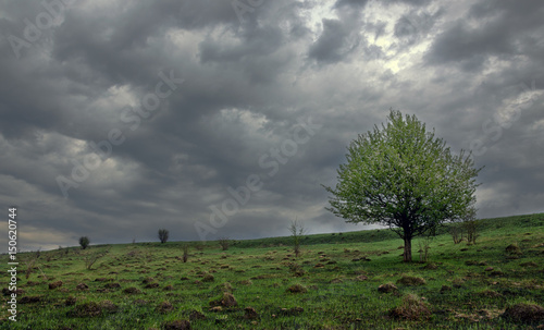 Lone apple tree on a background of dark storm clouds