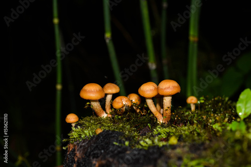 Mystic mushrooms