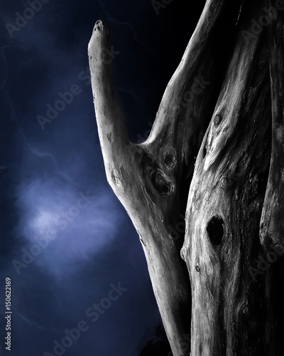 Konstfotografi Driftwood Concept Frightening