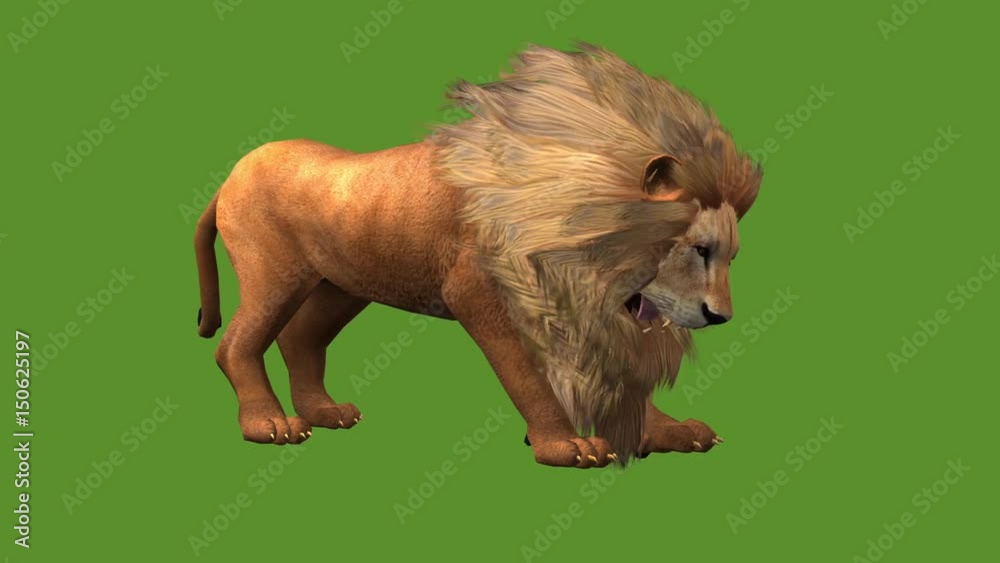 Lion attack bite eating,Endangered wild animal wildlife. Lion attack bite eating,Endangered wild animal wildlife.