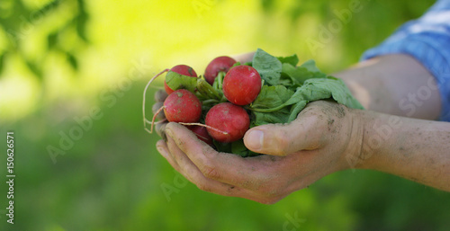 The farmer is holding a biological product radish, hands and radishes stained with earth. Concept: biology, bio products, bio ecology, grow vegetables, vegetarians, natural clean and fresh product.