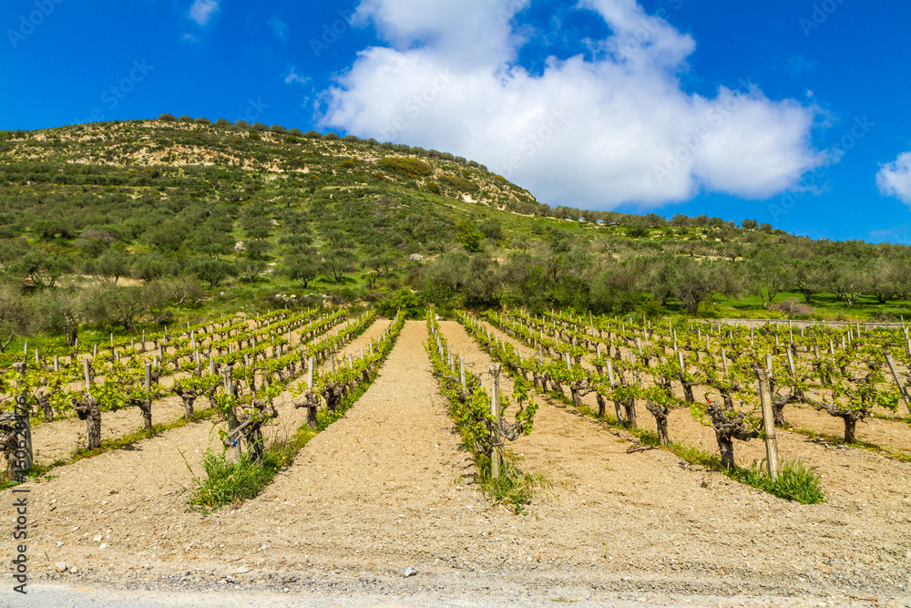 Grapevines in spring time hill and blue sky in background, Crete