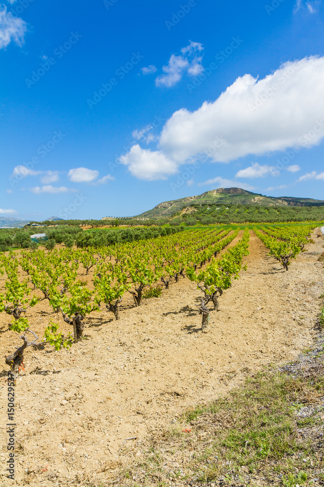 Grapevines in spring time, hill, olive trees and blue sky in bac