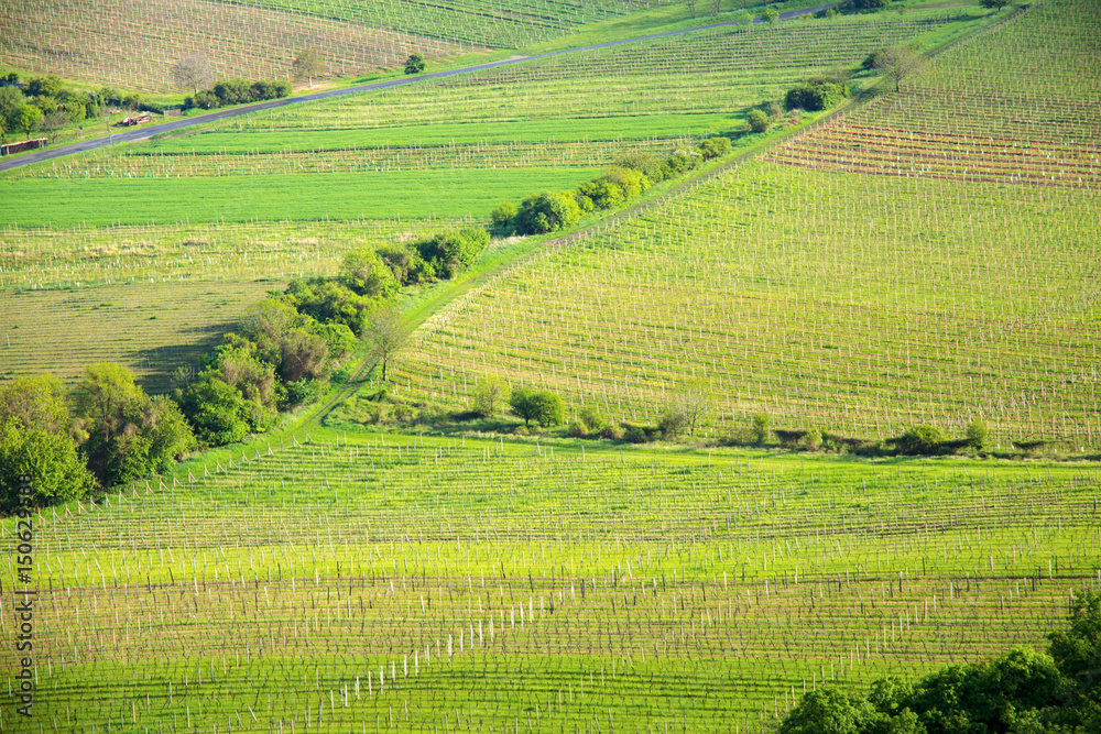 View of a vineyard in the Palava region of South Moravia on a sunny spring day