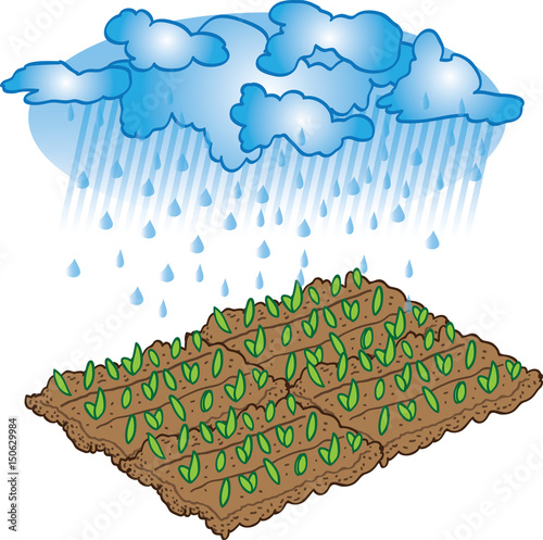 Seed and cloud