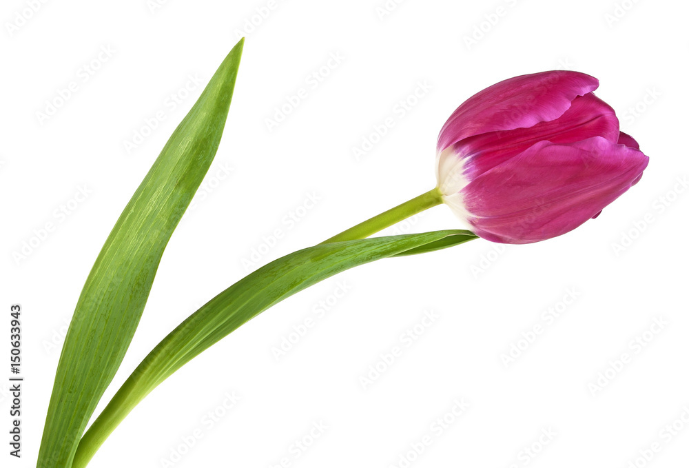 Single beautiful tulip flower isolated on a white background Single beautiful tulip flower isolated on a white background