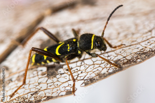 Wasp beetle (Clytus arietis) on leaf. A striking yellow and black wasp mimic in the family Cerambycidae, displaying Batesian mimicry © iredding01