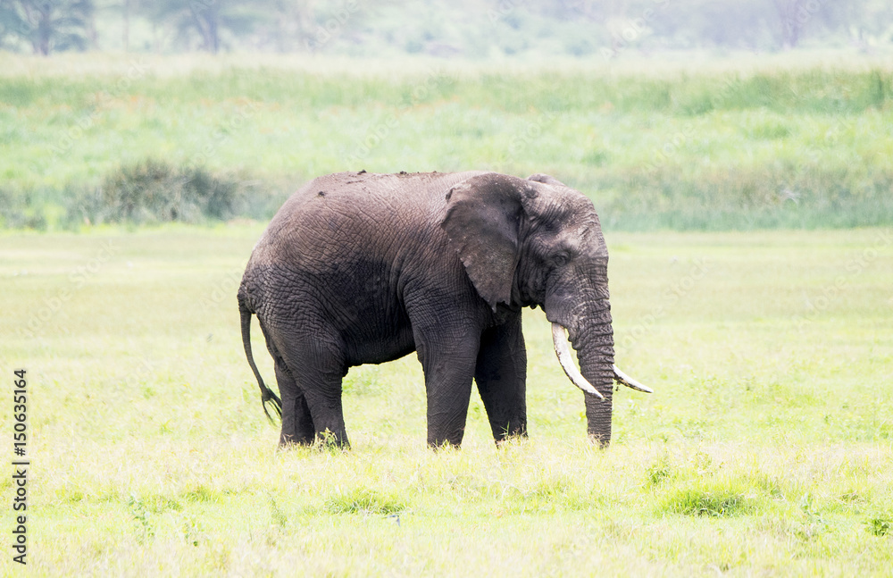 Wild Elephant in a Lush Tanzania Landscape with Grass