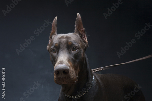 Dog of Doberman breed
